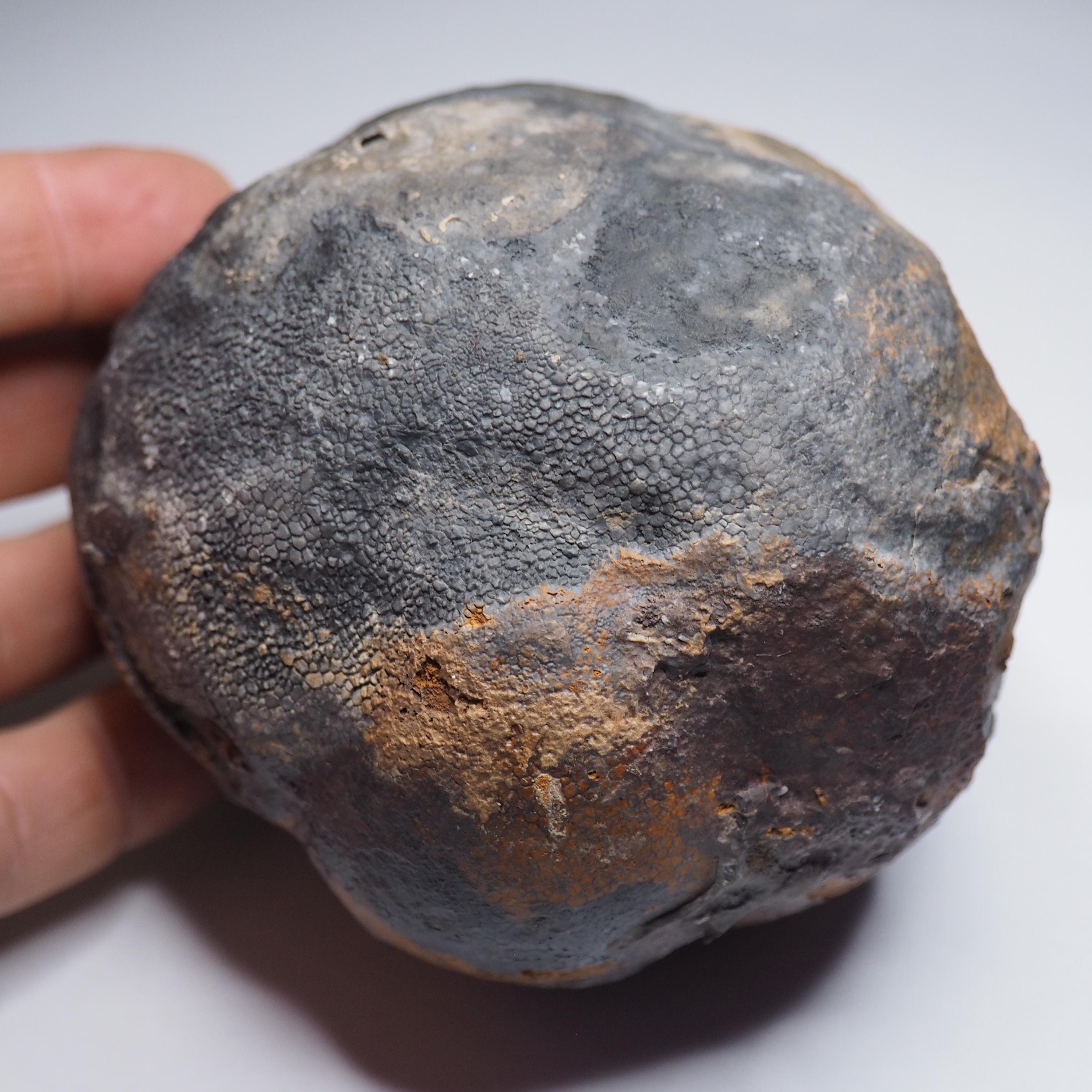 Large 1.8 Kg Lobolith Scyphocrinites Crinoid Floating Devonian Fossil ...