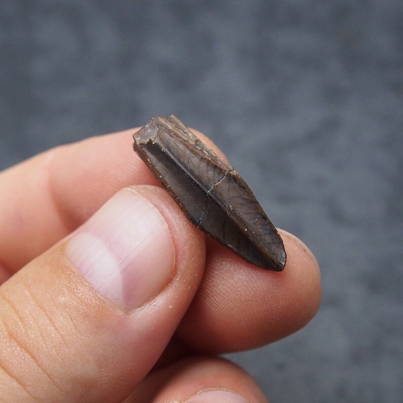 Authentic Edmontosaurus regalis Dinosaur Tooth fossils Cretaceous Teeth