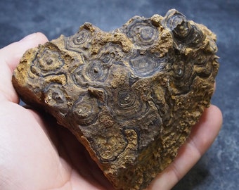 671gr. Stromatolite Bolivia Upper Cretaceous Fossil Natural stone