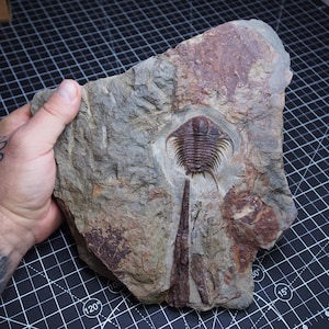Trilobite Foulonia sp. Orthoceras Fossile Ordoviciano inferiore Marocco Artropodi