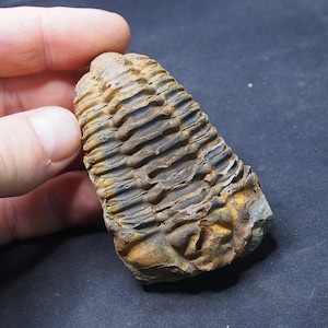 Könnte beinhalten: Ein versteinerter Trilobit, ein prähistorisches Meeres-Gliedertier, in dunkelbrauner und schwarzer Farbe. Das Fossil ist in einer Gesteinsmatrix erhalten.