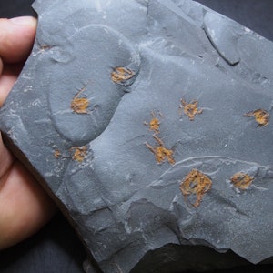 1,6 kg di stelle marine Ophiura sp. Fossile del Marocco Ordoviciano