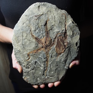 Stella marina cistoide molto grande da 1,5 kg Ophiura sp. Fossile del Marocco Ordoviciano