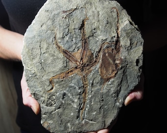 Very large 1.5kg Cystoid Starfish Ophiura sp. Fossil Morocco Ordovician