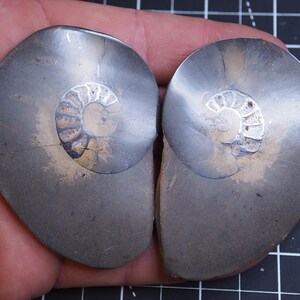 Coppia di ammoniti da 75 mm, ematite, fossili del Giurassico del Marocco, Ammoniten 018