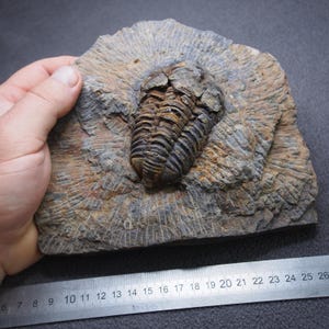 Trilobite Calymene ozregui Fossile Ordoviciano superiore Marocco Artropodi