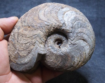 620gr 121mm Goniatite Devonian Mineral Fossil Ammonite