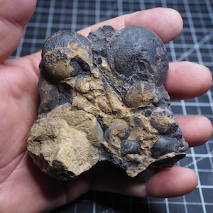 Pode incluir: Um espécime de rocha fossilizada apresentando múltiplos nódulos escuros, arredondados e esféricos incrustados em uma matriz texturizada de cor bege e carvão. A superfície exibe várias formas orgânicas fossilizadas e formações geológicas irregulares.
