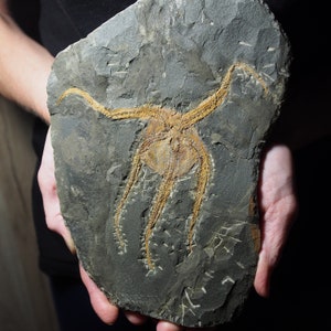 Stella marina Ophiura sp. molto grande da 1,3 kg. Fossile del Marocco Ordoviciano