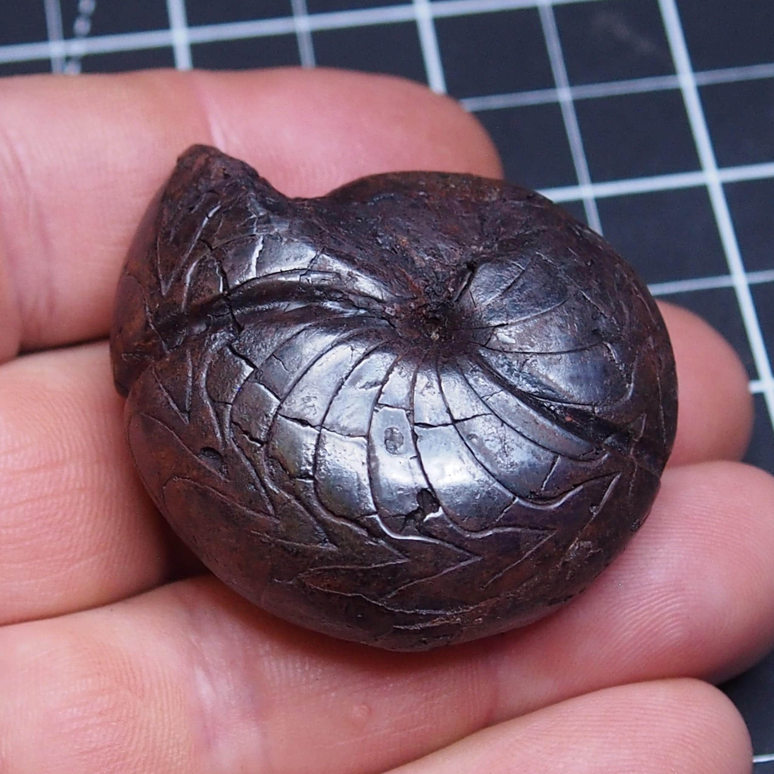LARGE 49mm Goniatite Cheiloceras Hematite Devonian Fossil Ammonite 08
