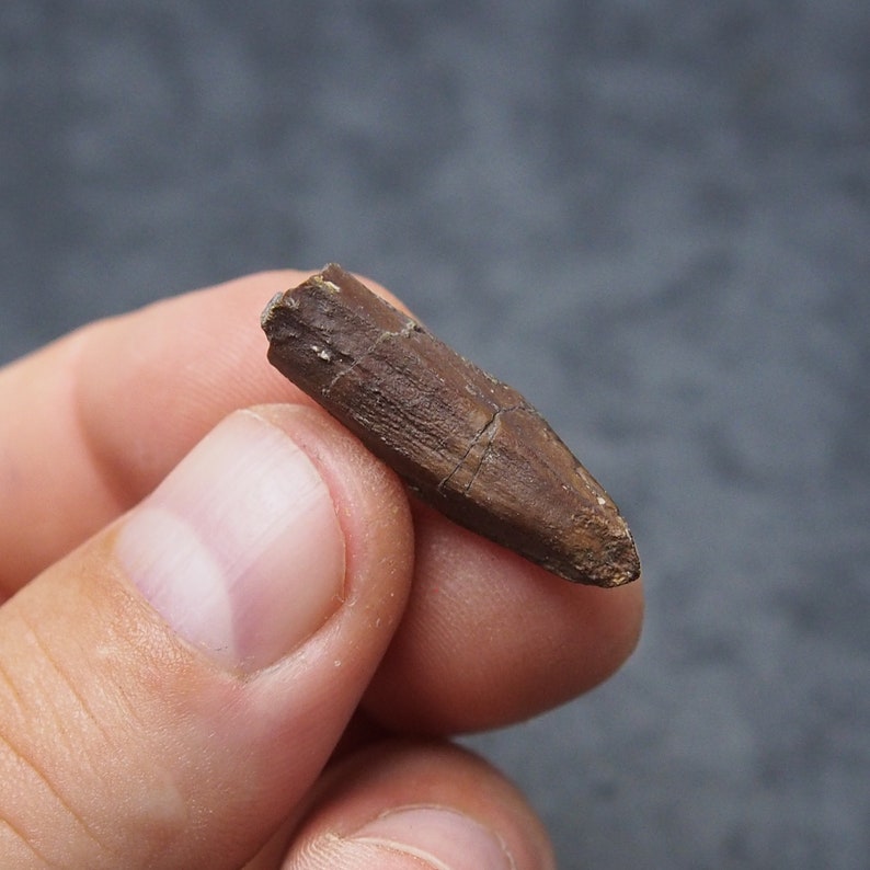 Authentic Edmontosaurus regalis Dinosaur Tooth fossils Cretaceous Teeth