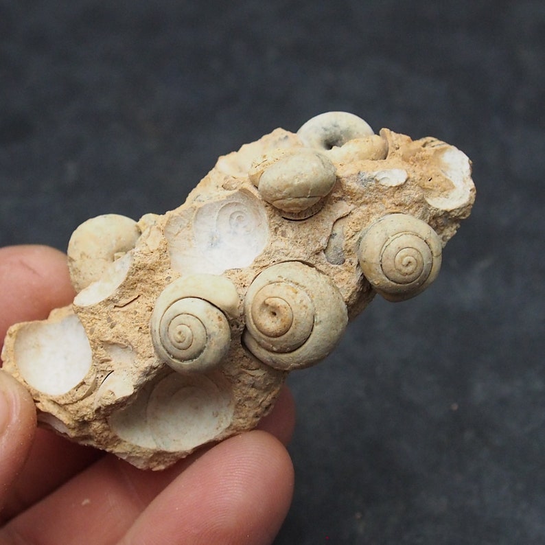 Gastropod Fossil mineral ploicene Morocco