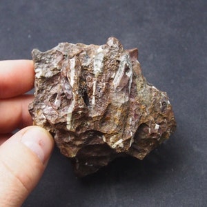 offri un prezzo! 255 gr. grammi naturale Orthoceras Devoniano Marocco Fossile Cefalopode Molluschi Ammoniten