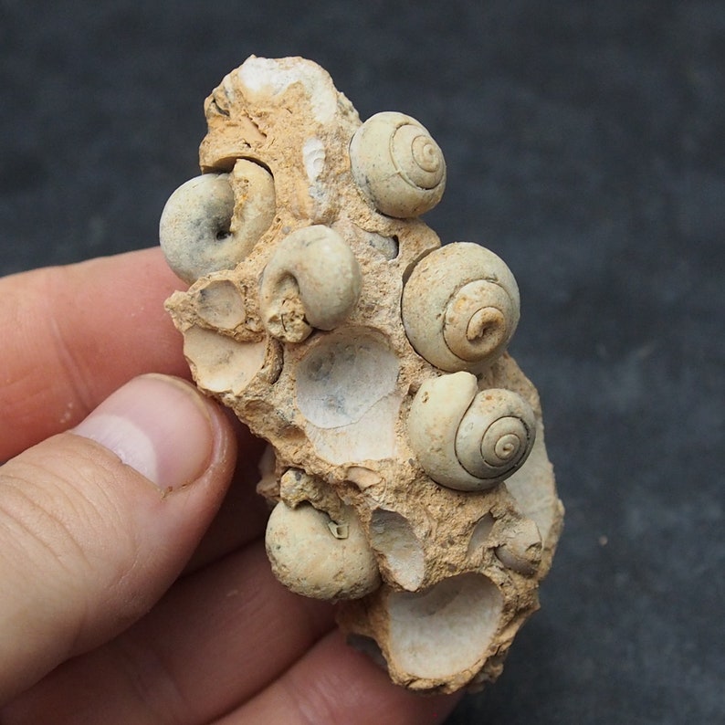 Gastropod Fossil mineral ploicene Morocco
