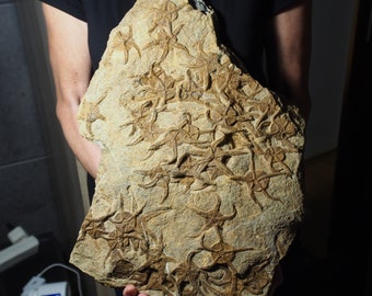 53cm LARGE 8.6kg Starfish Ophiura sp. Fossil Morocco Ordovician
