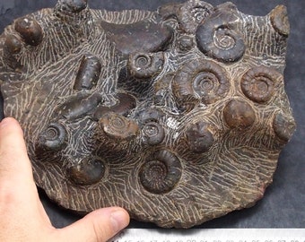 offer a price! 3.5kg Plate Goniatite Platyclymenia Cheiloceras Kalloclymenia Devonian Fossil