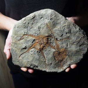 Stella marina cistoide molto grande da 1,7 kg Ophiura sp. Fossile del Marocco Ordoviciano