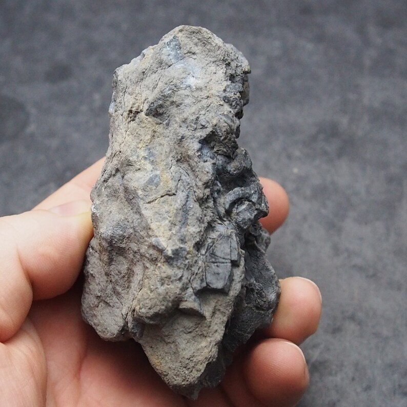Tabulata Czech Fossil Coral Crinoide Briozoans Devonian