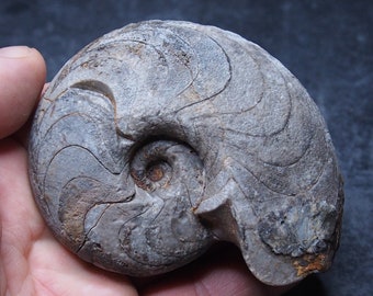 250gr 91mm Goniatite Devonian Mineral Fossil Ammonite