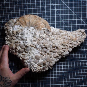 Fossile giurassico di ammonite bivalve di grandi dimensioni da 4,5 kg in Marocco