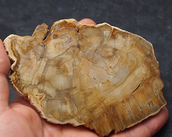 offer a price! Fossil Petrified Wood Slab Araucaria Triassic Polished Fossil Madagascar