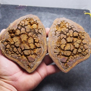 offri un prezzo! 875gr. Fossile Septarian Marocco 50 milioni di anni Africa Geode Septaria Dino