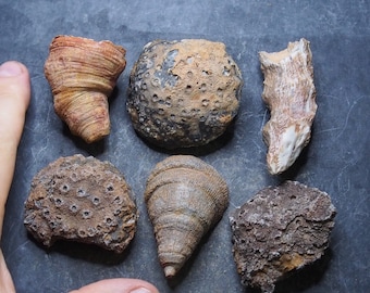 6pcs Fossil solitary Rugose Coral Phillipsastrea ananas Devonian