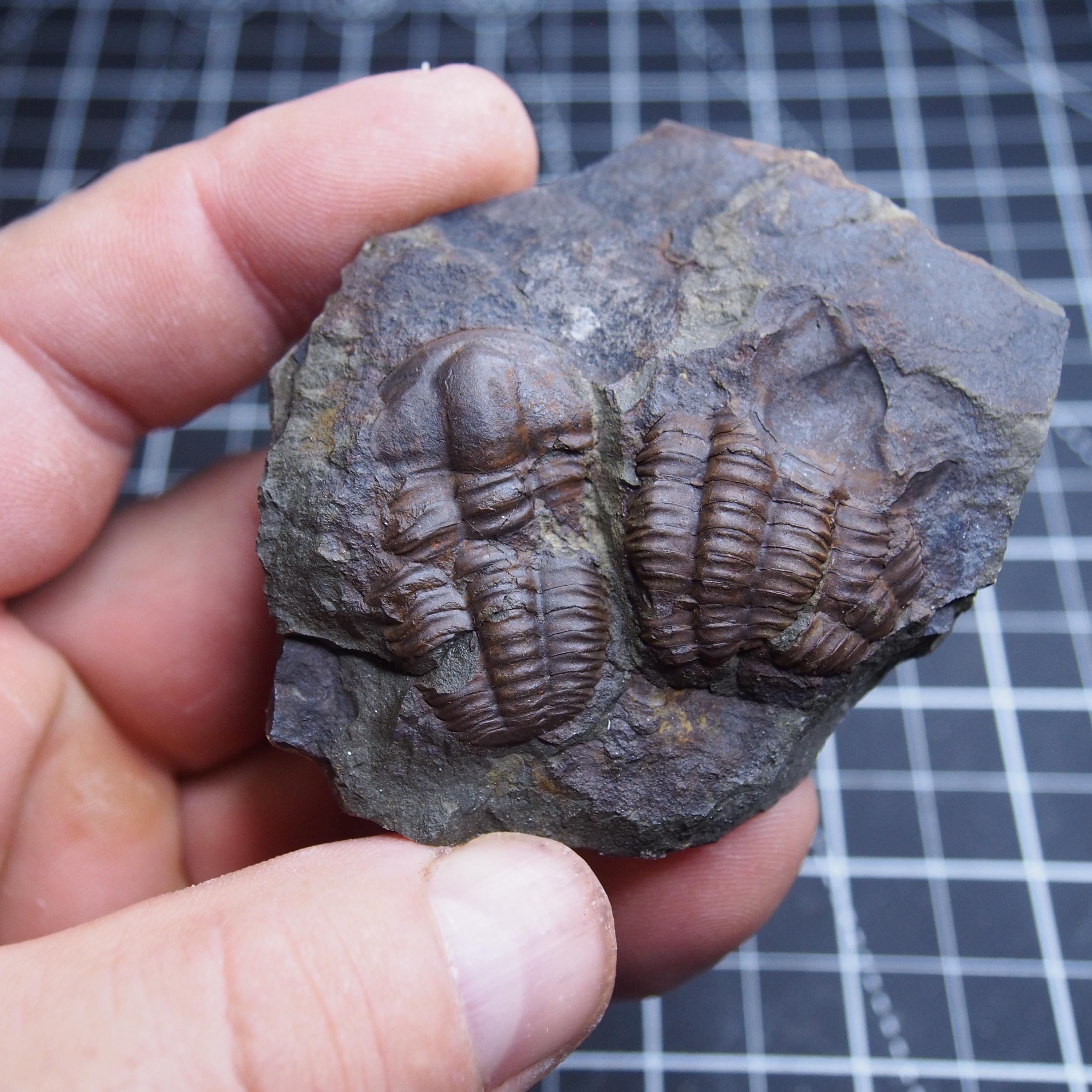 Czech Trilobite Ellipsocephalus Hoffi Cambrian Fossils Dino - Etsy UK