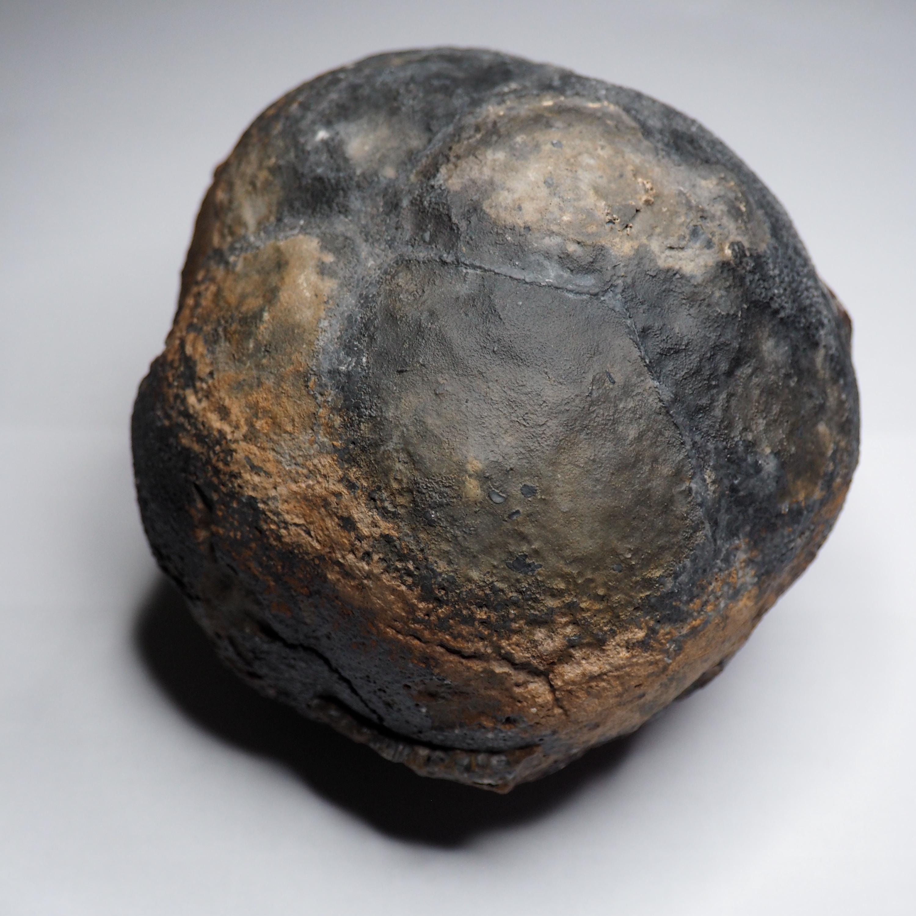 Large 1.8 Kg Lobolith Scyphocrinites Crinoid Floating Devonian Fossil ...
