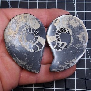 Coppia di ammoniti, pirite, marocchino, fossili del Cretaceo, Ammoniten 016, 90 gr