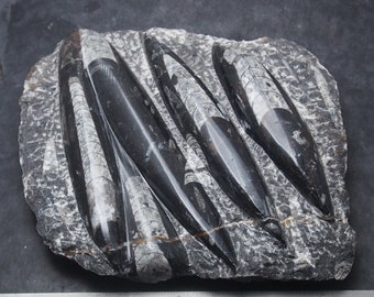 offer a price! Orthoceras Plate Polished Devonian Fossils Fossilien Nautiloids