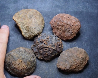 5pcs Fossil Rugose Coral Phillipsastrea ananas Devonian 16