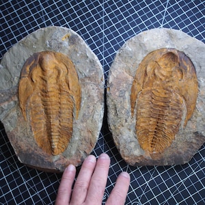 170 mm Grande Trilobite Cambropallas telesto fossile Cambriano Marocco