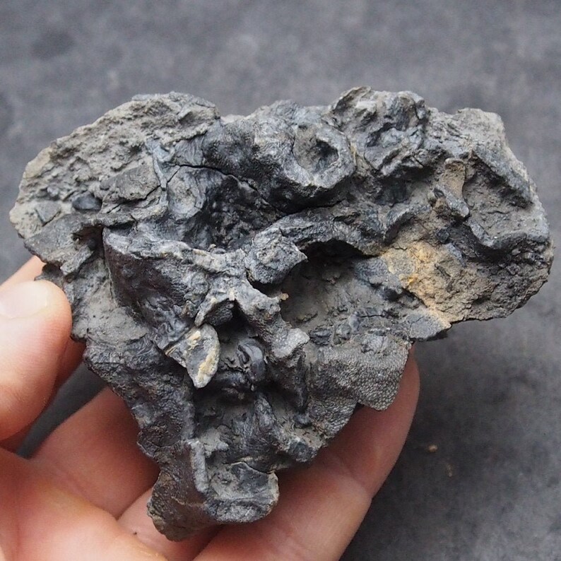 Tabulata Czech Fossil Coral Crinoide Briozoans Devonian