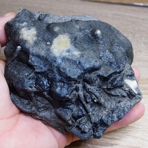 Puede incluir: Una criatura marina fosilizada negra con una superficie rugosa y texturizada. El fósil tiene depósitos minerales blancos y amarillos en su superficie.