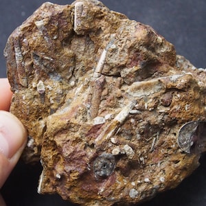 offri un prezzo! 343 gr. grammi naturale Orthoceras Devoniano Marocco Fossile Cefalopode Molluschi Ammoniten