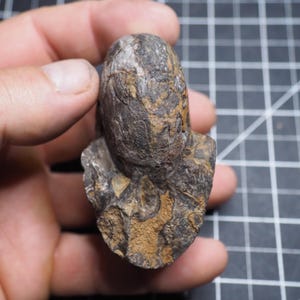 Può includere: Un esemplare di ammonite fossilizzata caratterizzato da una struttura a conchiglia avvolta con camere visibili e complesse linee di sutura. Il fossile presenta una superficie ruvida con un mix di grigio scuro, marrone e toni terra.
