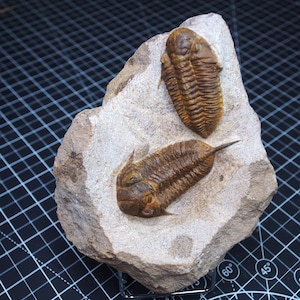 Trilobite Mucronaspis zagoraensis Fossile Ordoviciano inferiore Marocco Artropodi