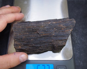 523gr Czech Petrified wood Fossil Plant Tree Upper Carboniferous