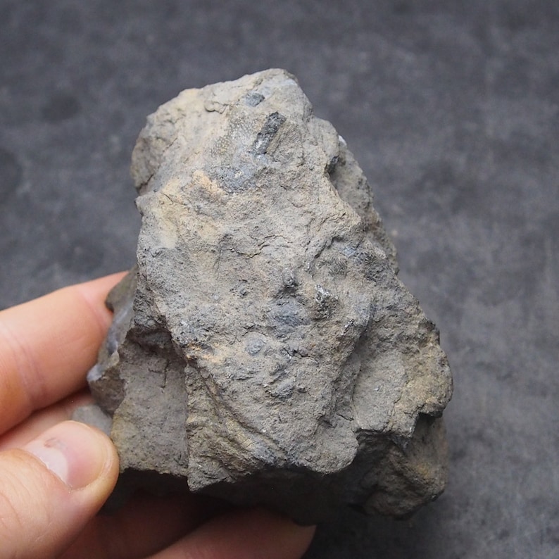 Tabulata Czech Fossil Coral Crinoide Briozoans Devonian
