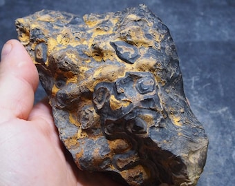 808gr. Stromatolite Bolivia Upper Cretaceous Fossil Natural stone