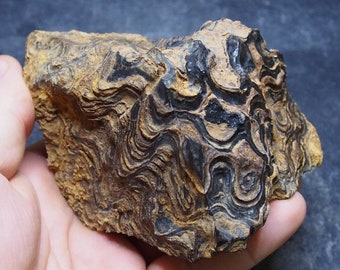 772gr. Stromatolite Bolivia Upper Cretaceous Fossil Natural stone