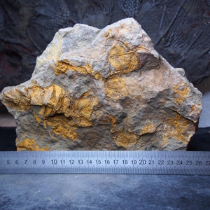 1,3 kg di stelle marine Ophiura sp. Fossile del Marocco Ordoviciano