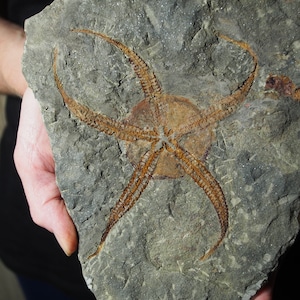 Stella marina Ophiura sp. molto grande da 1,4 kg. Fossile del Marocco Ordoviciano