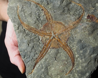 Very large 1.4kg  Starfish Ophiura sp. Fossil Morocco Ordovician
