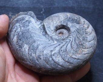 408gr 110mm Goniatite Devonian Mineral Fossil Ammonite