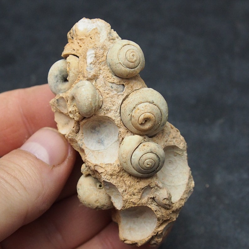 Gastropod Fossil mineral ploicene Morocco