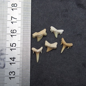 offri un prezzo! 5x miniatura Shark Tooth Teeth Fossil marocco Fossilien lotto