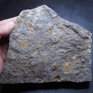 1kg Stella Marina Ophiura sp. Fossile Marocco Ordoviciano 14
