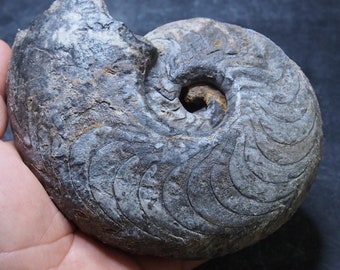 921gr 146mm Goniatite Devonian Mineral Fossil Ammonite